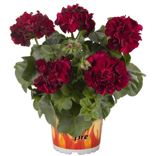 Ампельная плющелистная пеларгония (герань) Great Balls of Fire Merlot